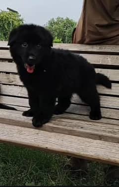 black German Shepherd long coat puppy /GSD for sale