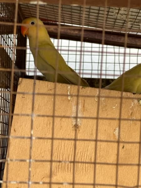 lovebirds for sell breeder pair creamino aur decino or albino 1