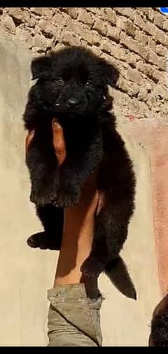 German Shepherd long coat male puppy for sale