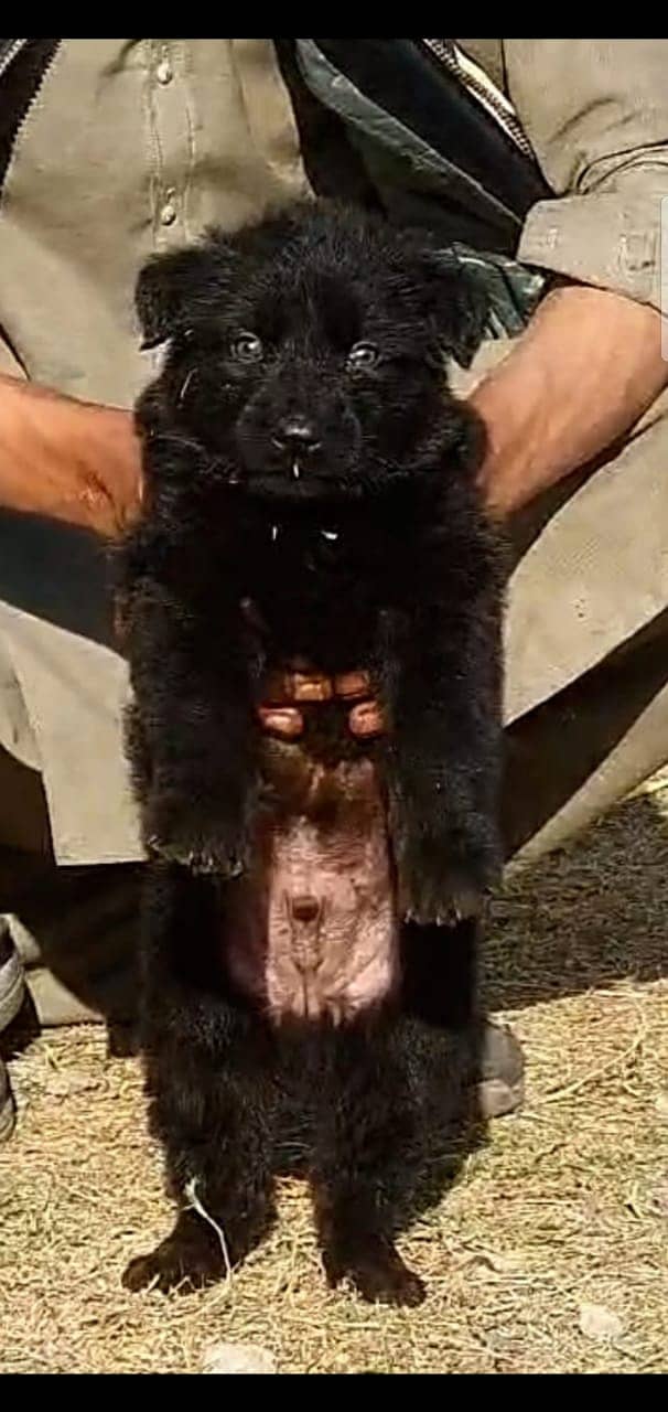 German Shepherd long coat male puppy for sale 1