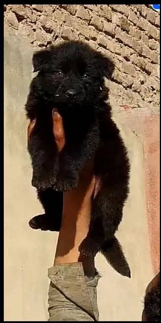 German Shepherd long coat male puppy for sale 2