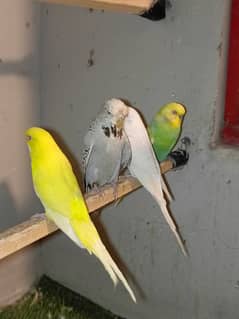 Australian parrots For sell Mix Up