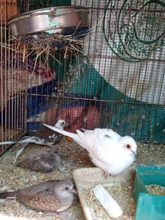 Diamond pied dove breeder pair with chicks for sale in orangi town, ka
