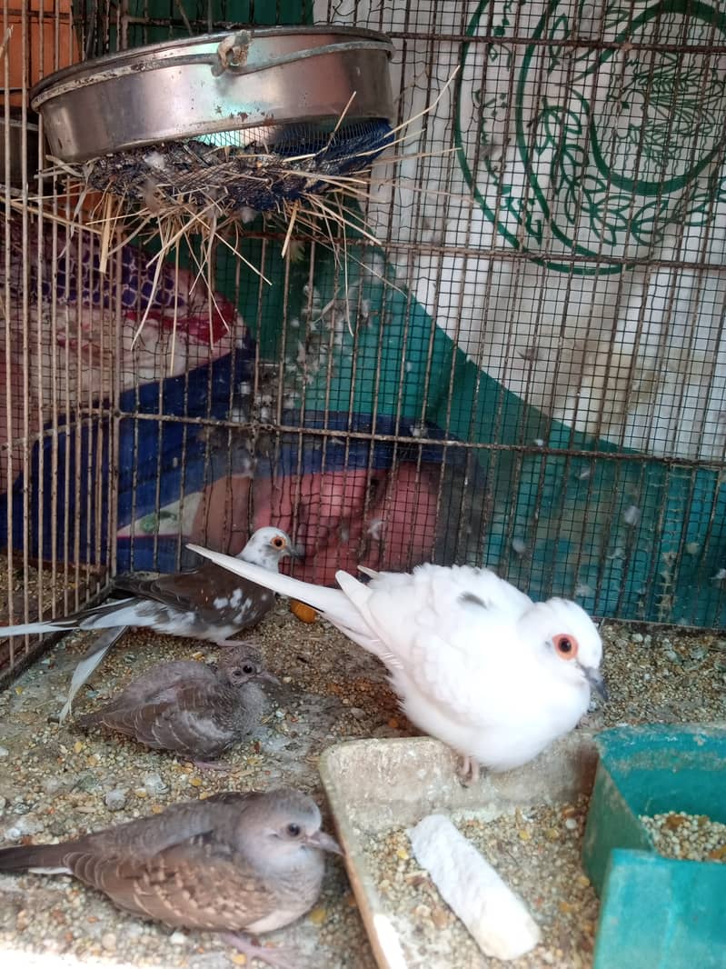Diamond pied dove breeder pair with chicks for sale in orangi town, ka 0
