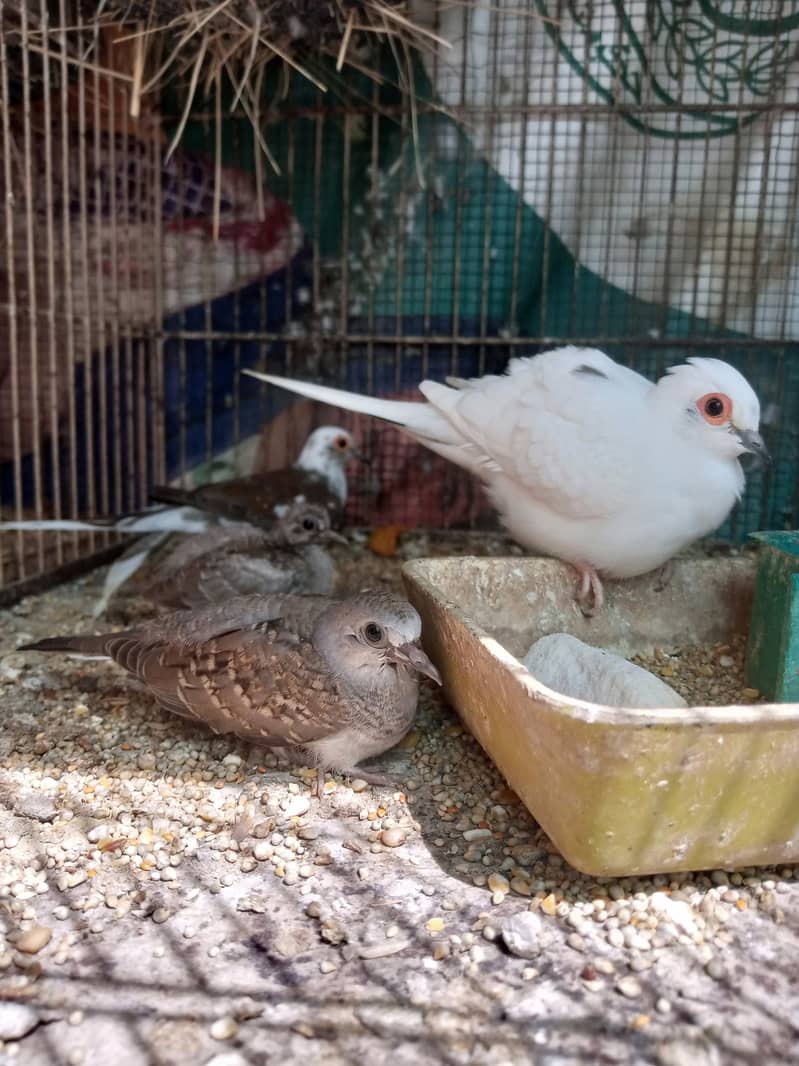 Diamond pied dove breeder pair with chicks for sale in orangi town, ka 1