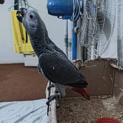 Grey Parrot Self Chick