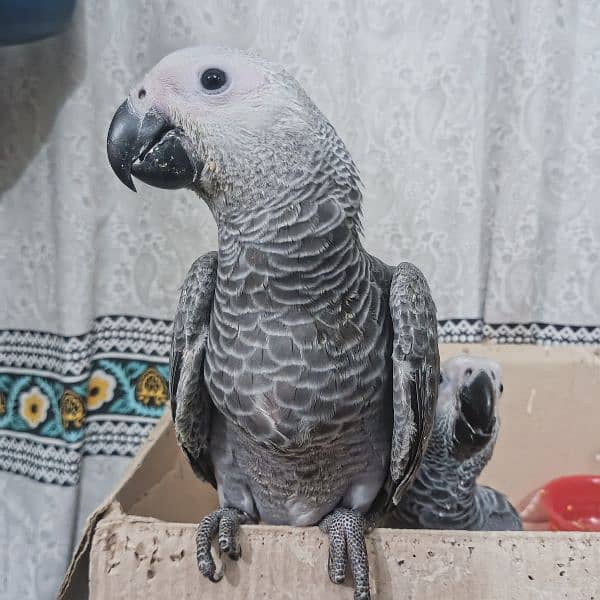 Grey Parrot Self Chick 1
