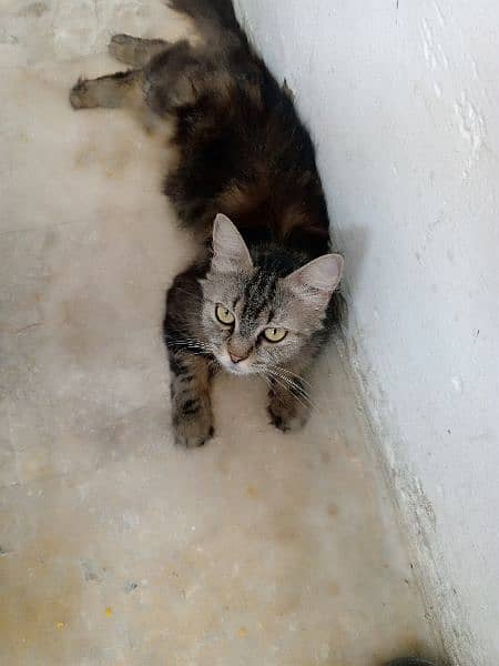 semi Persian cat 1