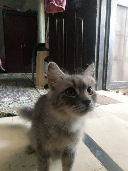 semi Persian cat 3