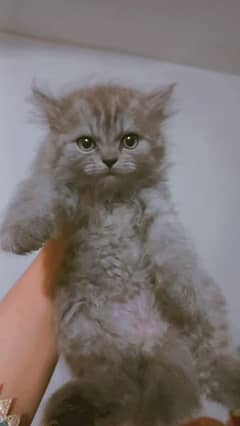 Pure Persian Kitten for Sale 0