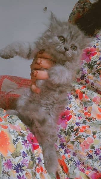 Pure Persian Kitten for Sale 1