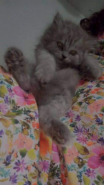 Pure Persian Kitten for Sale 2