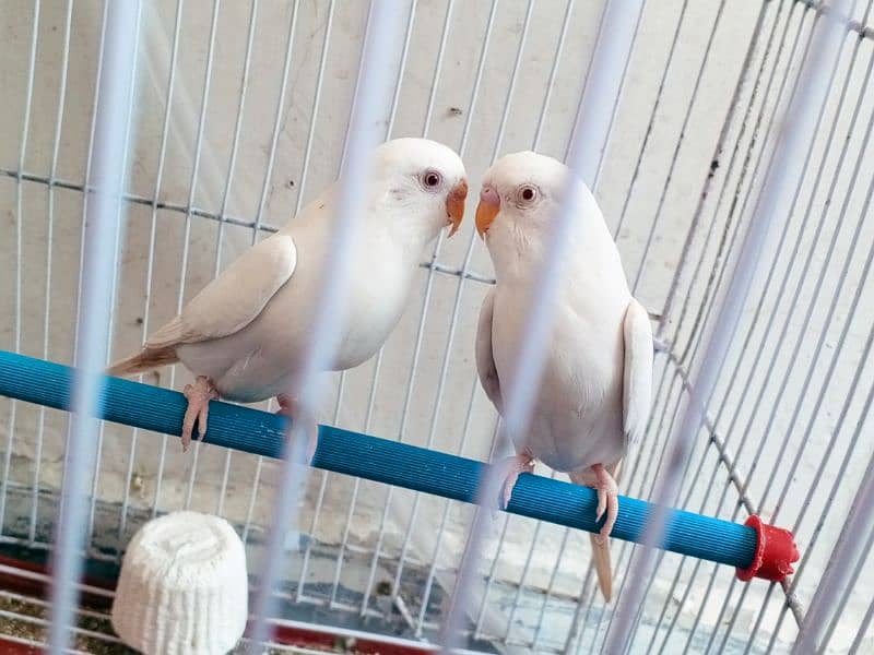 2 Pairs and one separate male parrot available for sale 0