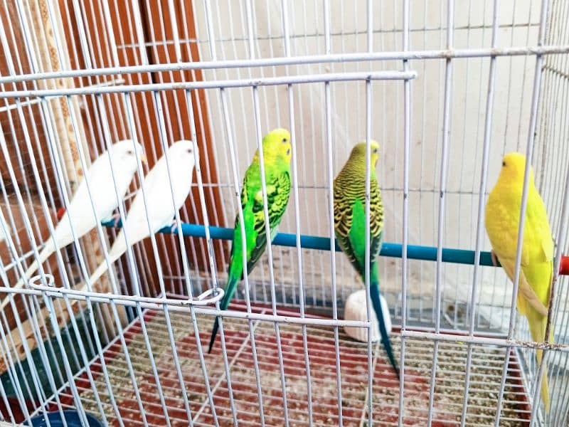 2 Pairs and one separate male parrot available for sale 1