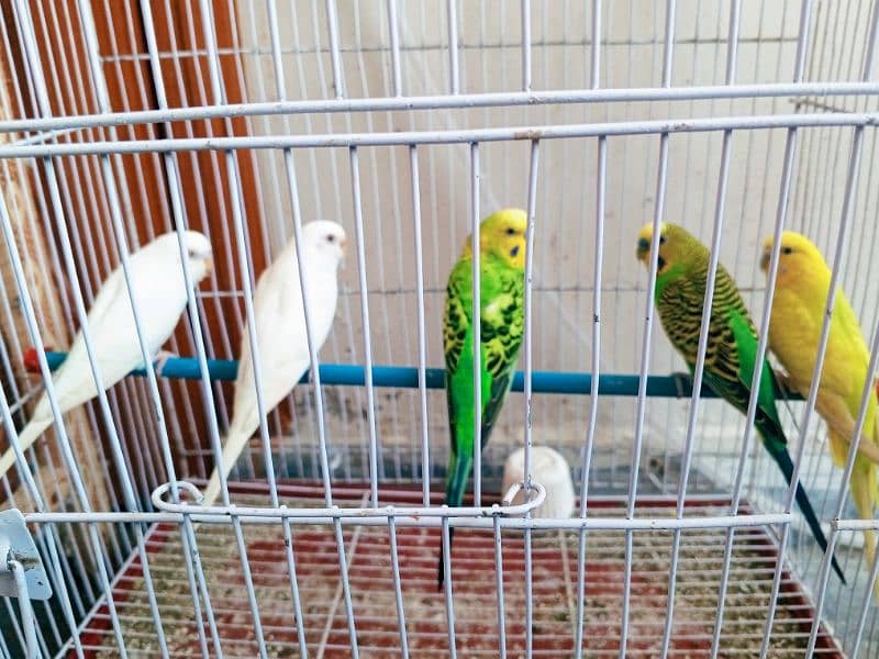 2 Pairs and one separate male parrot available for sale 2