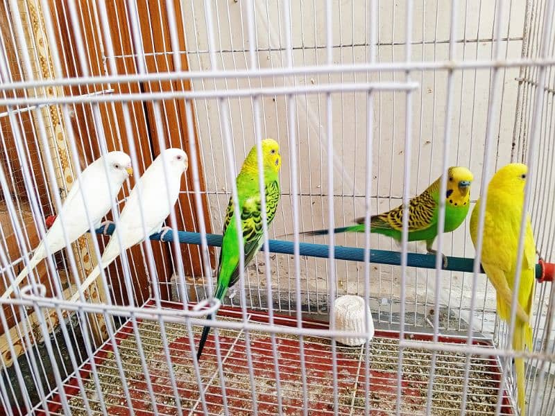 2 Pairs and one separate male parrot available for sale 3