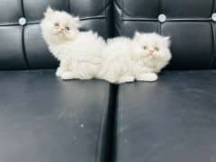male Persian cat  triple coat. age :2 month