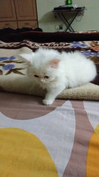 male Persian cat  triple coat. age :2 month 2