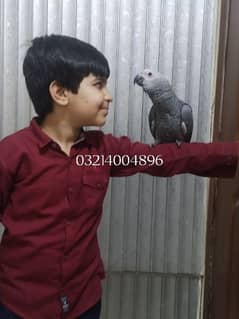 Full Tame African Grey Chick