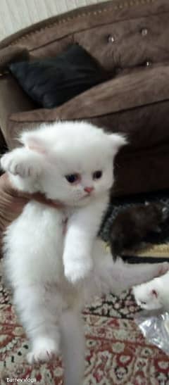 beautiful doll punch face kitten with blue eyes