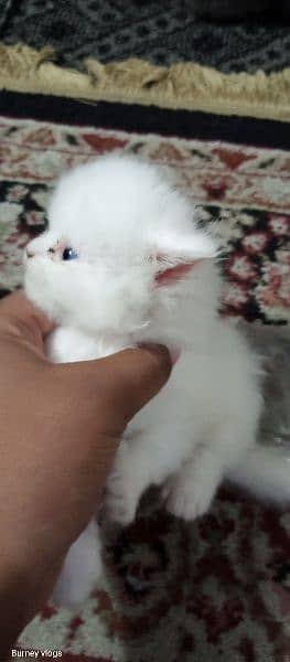 beautiful doll punch face kitten with blue eyes 1