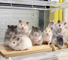 long fur hamsters availablee