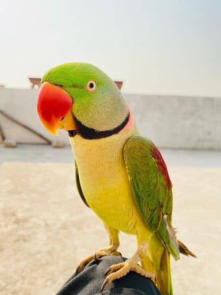 Raw talking parrot 4
