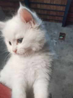 bicolor Persian long coated punch face female