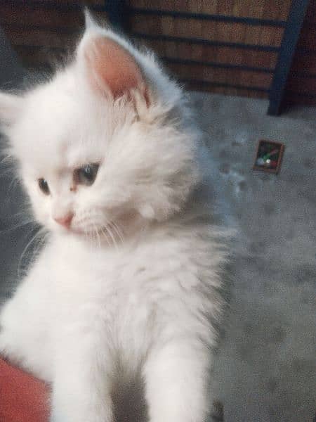 bicolor Persian long coated punch face female 0