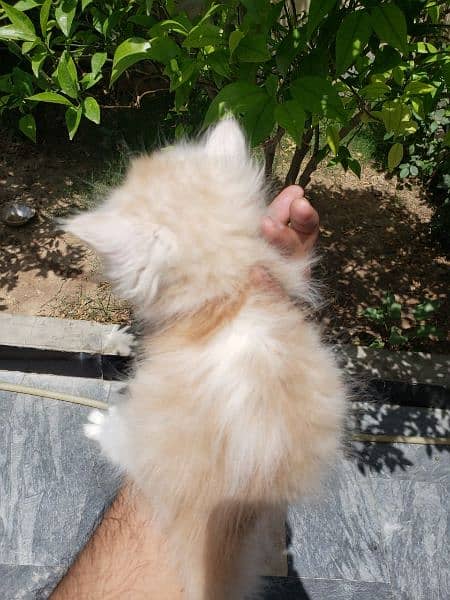 bicolor Persian long coated punch face female 1