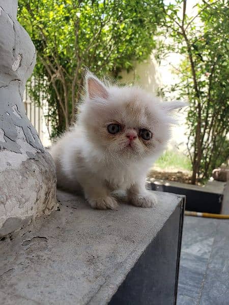 bicolor Persian long coated punch face female 4