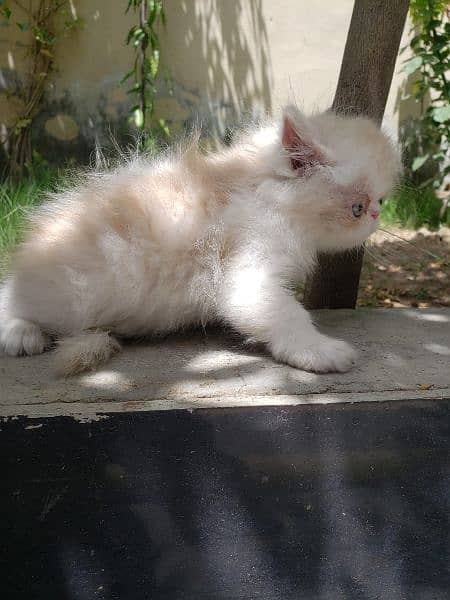 bicolor Persian long coated punch face female 5