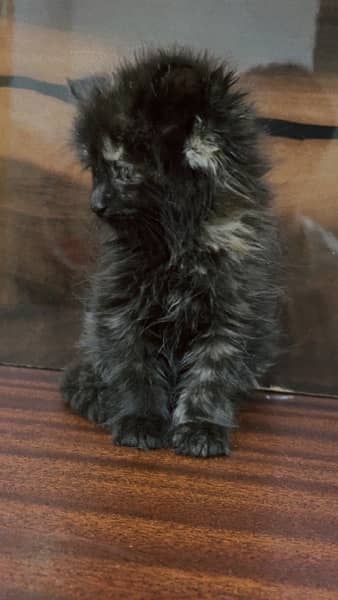 Persian kitten . Triple coated . Punch face 1