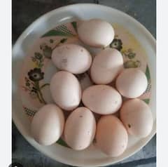 fresh fertile heera aseel egg 03324997411