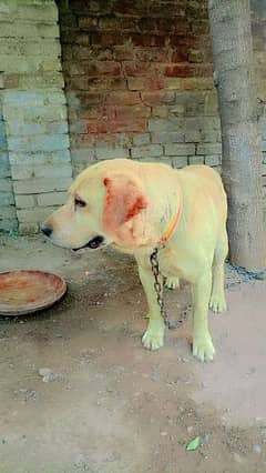 Labrador dog male healty and active for sale Location peshawar