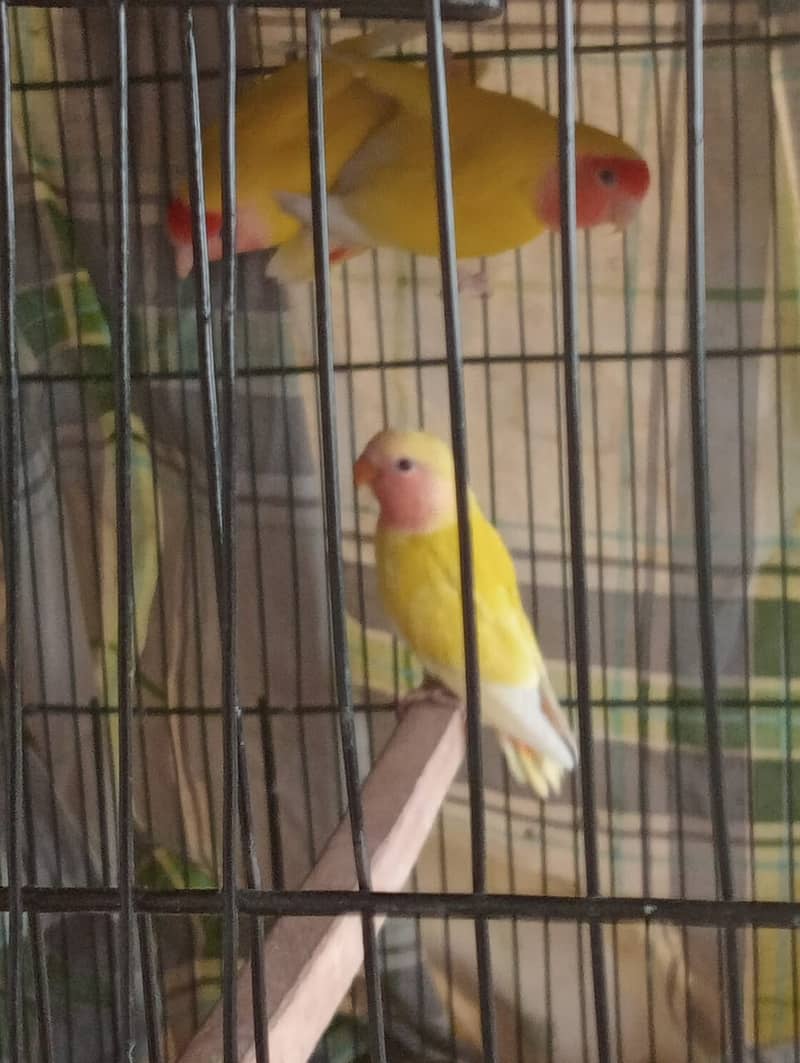 Common luttino red eye pair with one chik and cage and breeding box 0