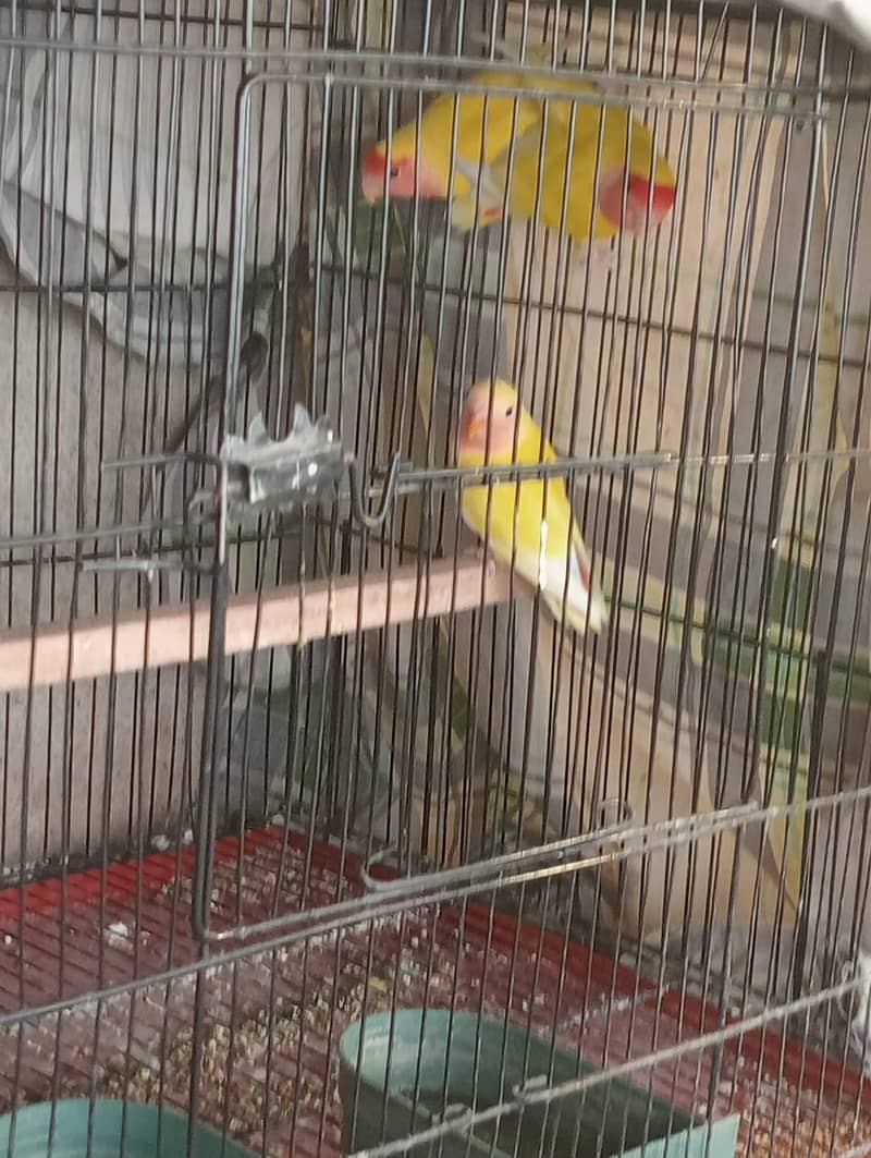 Common luttino red eye pair with one chik and cage and breeding box 1