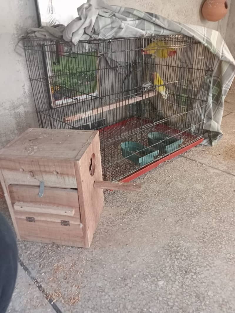 Common luttino red eye pair with one chik and cage and breeding box 2