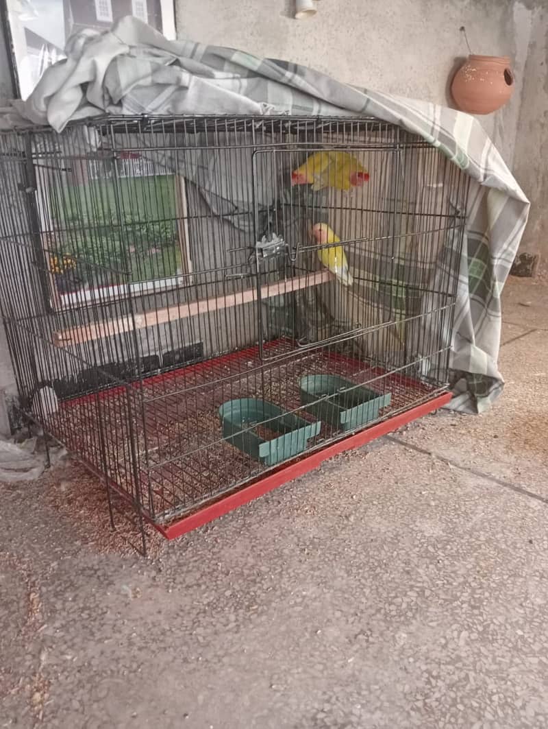 Common luttino red eye pair with one chik and cage and breeding box 3