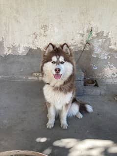 Dog/ Siberian husky/ 7 month age/ fully vaccinated
