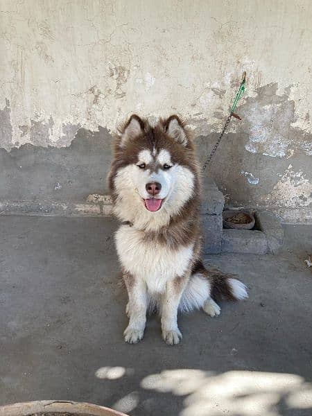 Dog/ Siberian husky/ 7 month age/ fully vaccinated 0