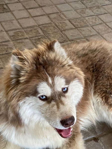 Dog/ Siberian husky/ 7 month age/ fully vaccinated 1