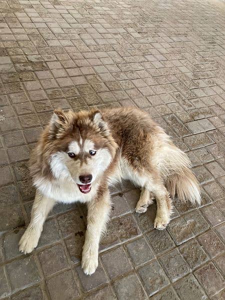 Dog/ Siberian husky/ 7 month age/ fully vaccinated 2