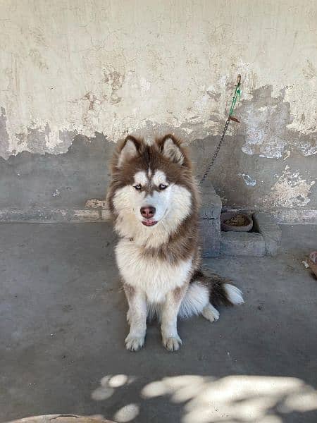 Dog/ Siberian husky/ 7 month age/ fully vaccinated 3