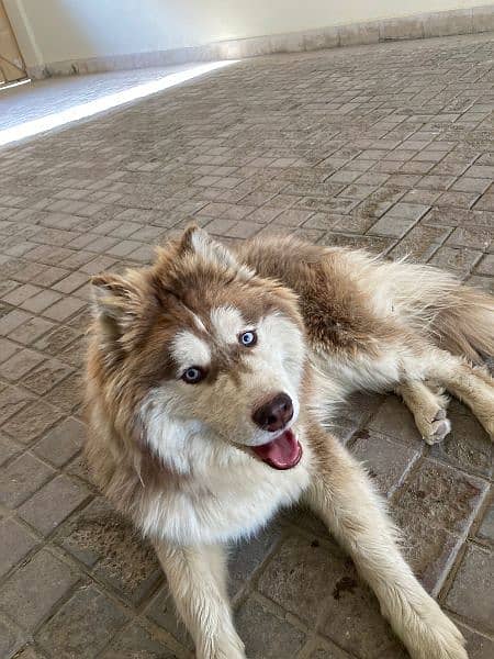 Dog/ Siberian husky/ 7 month age/ fully vaccinated 4