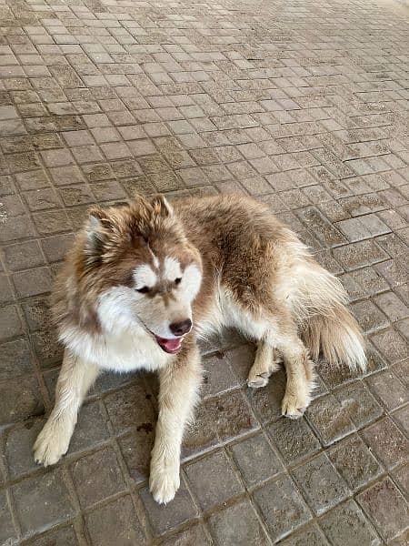 Dog/ Siberian husky/ 7 month age/ fully vaccinated 5