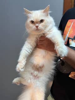 flame point Persian breader cat