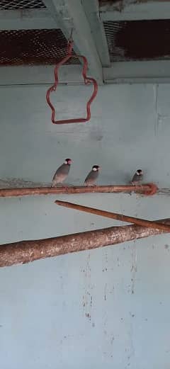 gray java finch available ready to first breed 4 pair