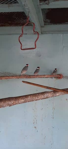 gray java finch available ready to first breed 4 pair 0