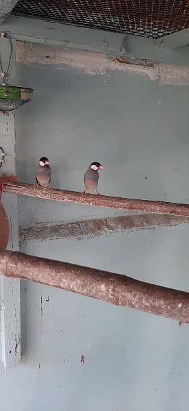 gray java finch available ready to first breed 4 pair 2